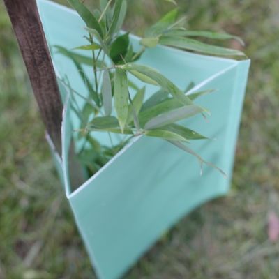 2mm コルフルートの波形の木の監視三角形のプラスチック木の幹の保護装置