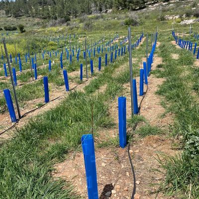 耐久性のある苗木保護管を探している庭師,庭園管理者,樹木苗木園に適したCorflute Tree Guard
